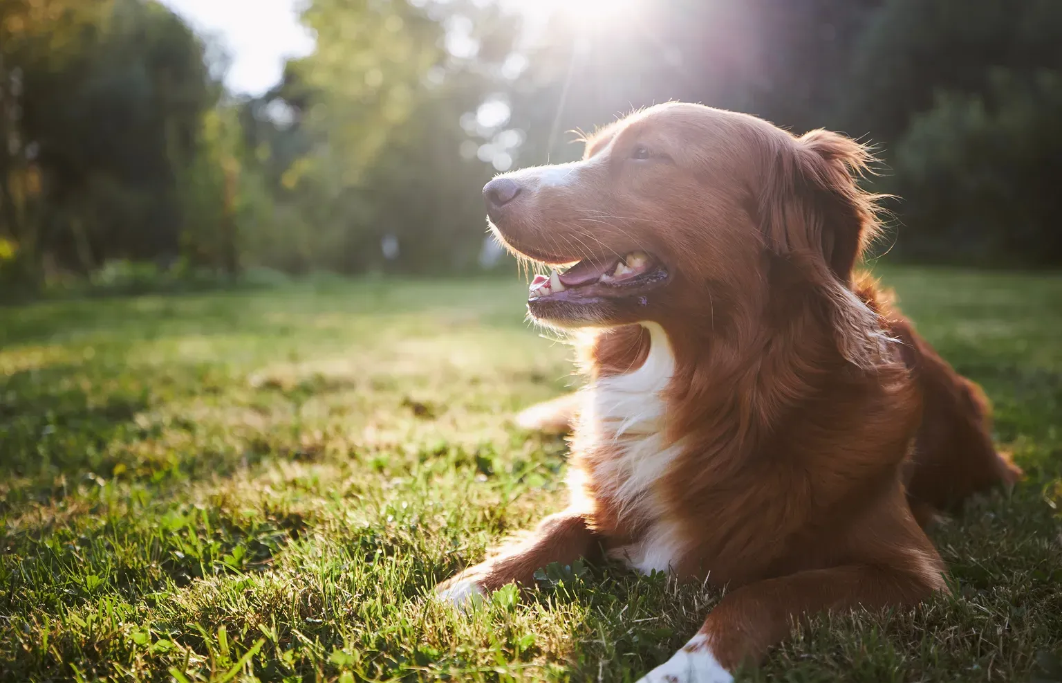 Pet-Assisted Therapy at Hopewell Health Solutions